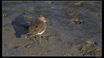 IMG_0082ACwf