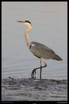 IMG_0266Awf