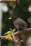 IMG_444701