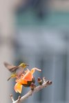IMG_439201