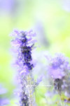 _YAN3395_y680