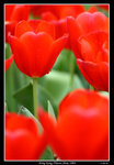 PS_Flower08_0569_RS