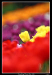 PS_Flower08_0582_RS