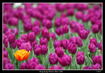 PS_Flower08_0590_RS
