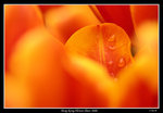 PS_Flower08_0623_RS