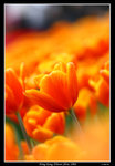 PS_Flower08_0629_RS