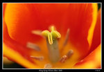 PS_Flower08_0637_RS