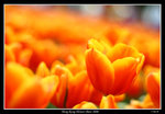 PS_Flower08_0647_RS