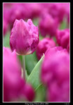 PS_Flower08_0668_RS