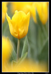 PS_Flower08_0682_RS
