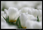 PS_Flower08_0710_RS