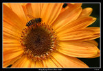 PS_Flower08_0747_RS