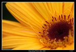 PS_Flower08_0754_RS