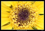 PS_Flower08_0772_RS