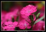 PS_Flower08_0790_RS