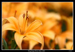 PS_Flower08_0844_RS