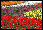 PS_Flower08_0854_RS