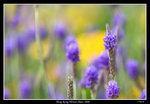 PS_Flower08_0876_RS
