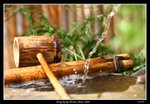 PS_Flower08_0882_RS