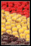 PS_Flower08_0884_RS