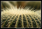 PS_Flower08_0894_RS