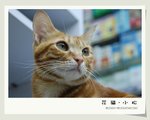 �t�~�@�Y�p��ߡA�p�Q�C�N�űo��ˤ]���V���Y��L�ӡC