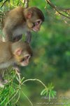 monkey3024