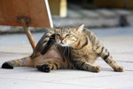 cat01