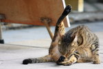 cat04