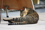 cat05