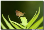 �e��˽� Aeromachus jhora