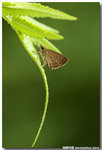 �e��˽� Aeromachus jhora