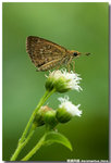 �e��˽� Aeromachus jhora