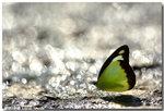 �F�_�y���� Appias lyncida