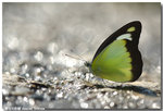 �F�_�y���� Appias lyncida