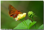 �´��ʧ˽�  Bibasis oedipodae