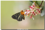 �ճʧ˽� Bibasis gomata