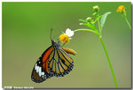 �괳��  Danaus Genutia