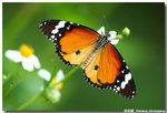 ������  Danaus chrysippus
