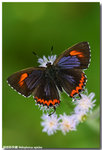 �״��m�ǽ�  Heliophorus epicles