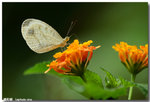 �֯��� Leptosia nina