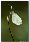 �֯��� Leptosia nina