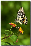 �F���� Papilio demoleus
