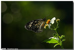 �h����  Parantica agiea