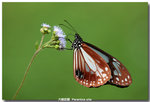 �j�h����  Parantica sita
