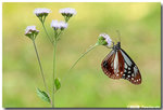 �j�h���� Parantica sita