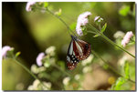 �j�h���� Parantica sita