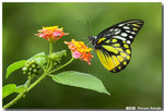 ������  Prioneris thestylis