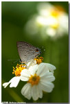 �ͦǽ�  Sinthusa chandrana
