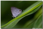 �ͦǽ�  Sinthusa chandrana